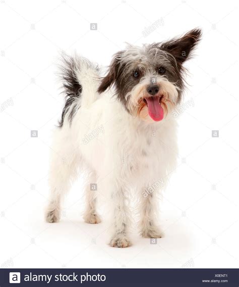 Image result for Jackapoo Dog