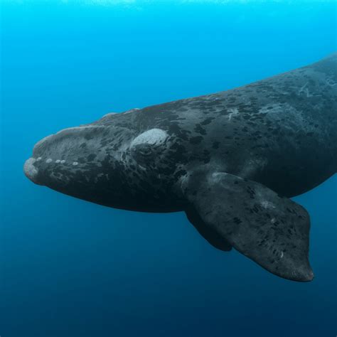 20 Heaviest Whales In the World