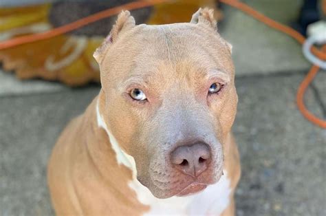 Horner’s Syndrome In Dogs - An Eyelid Issue Or A Serious Problem?