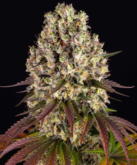 Buy Sour Diesel Strain Seeds