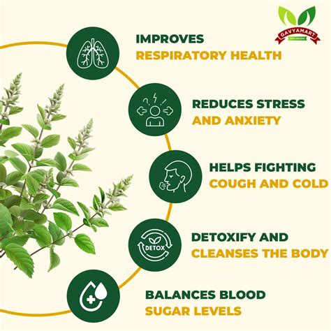 Buy Panch Tulsi Drops Online (20ML) – Immunity Booster | Tulsi Drops ...