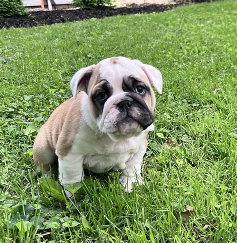 Trudi - English Bulldog Puppy for Sale in Utica, OH | Lancaster Puppies