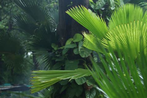 Botanical Garden Maharaja Sayajirao University