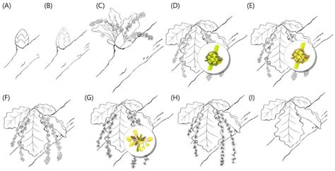 Flowering Phenology and Characteristics of Pollen Aeroparticles of ...