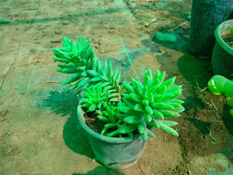 Leman Hurted Cactus – Mapro