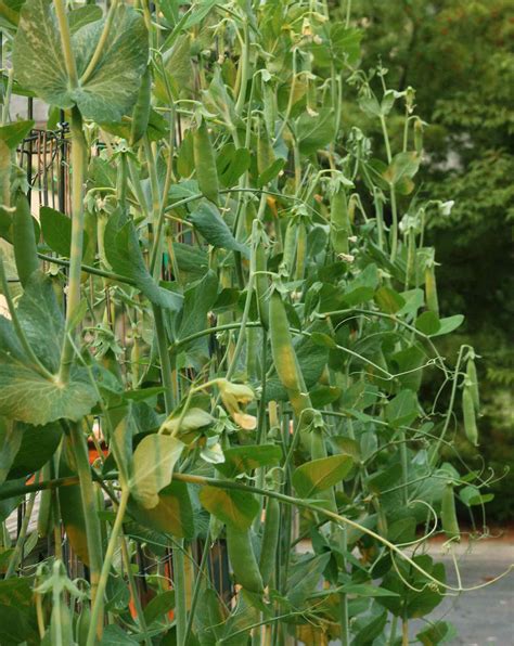 Sugar Snap Peas: How to Plant and Grow - SproutedGarden.com