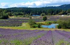 Lavender Farm Photo by Lavender Farms In America Lavender Farm Photos Lavender Farm Photo