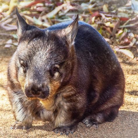 Southern Hairy-Nosed Wombat | Billabong Sanctuary