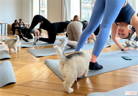 Puppy Yoga Paris, des séances de yoga tout en câlins avec d'adorables ...