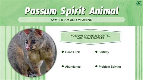 Possum Benefits at Margaret Ratliff blog