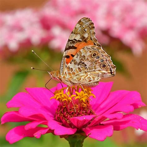 The Comma butterfly has distinctive ragged wing edges and an orange colour. When resting or ...