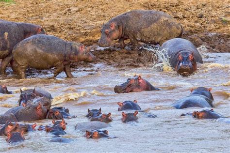 A pod of Hippopotamuses stock image. Image of hippopotami - 84143979