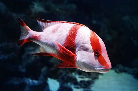 Discover the Largest Red Snapper Ever Caught in Florida - A-Z Animals