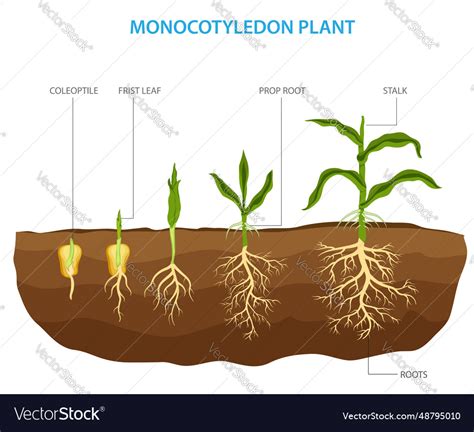 Monocots 的图像结果