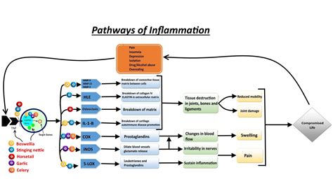 Pathways of Inflammation – UnFlame Herbal Supplement