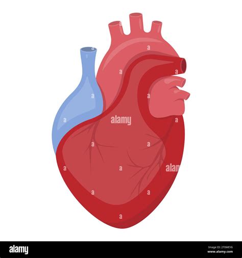 3d realistic human heart. Anatomically correct heart with venous system isolated on white ...