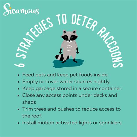 Six Strategies to Deter Raccoons: News - District of Sicamous
