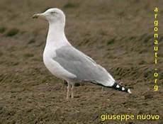 gabbiano reale nordico gabbiano reale nordico larus argentatus gabbiano reale nordico gabbiano reale nordico larus argentatus