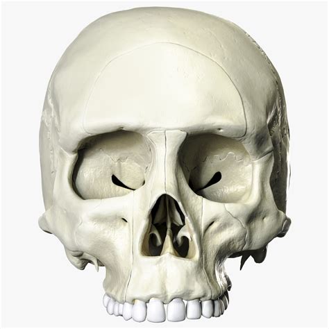 Anatomical atlas of the human skull 3d model