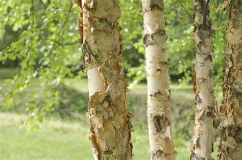 Birch Tree Kentucky at Douglas Jacobson blog