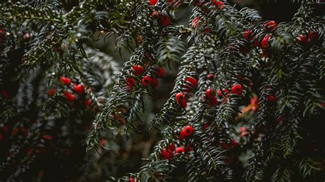 Download wallpaper 3840x2160 bushes, berries, branches 4k uhd 16:9 hd ...