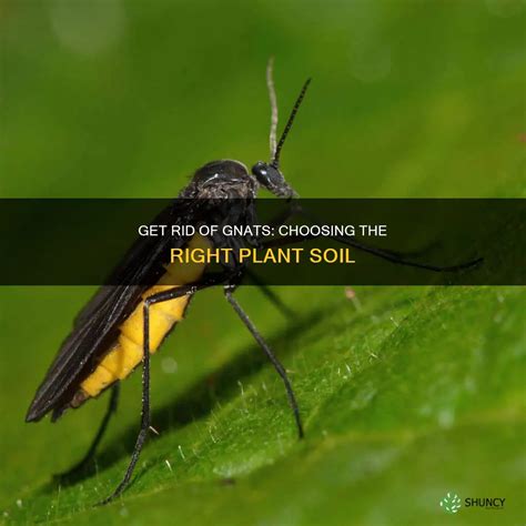 Get Rid Of Gnats: Choosing The Right Plant Soil | ShunCy