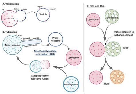 Lysosomal Biology and Function: Modern View of Cellular Debris Bin