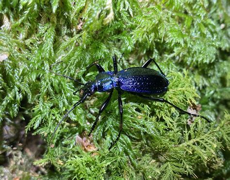 Blue Ground Beetle - Bug Directory - Buglife