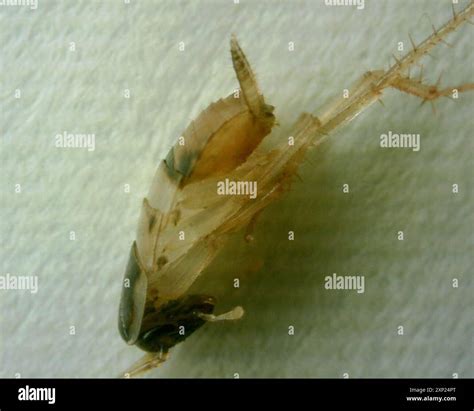 Brown-banded Cockroach (Supella longipalpa) Insecta Stock Photo - Alamy