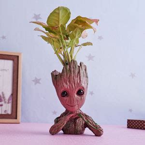 Indoor Plants Online | Buy Indoor Plants in India at Best Price - GiftaLove