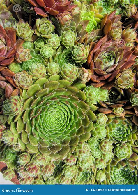 Hens and Chicks Succulent Plants Stock Photo - Image of colored ...