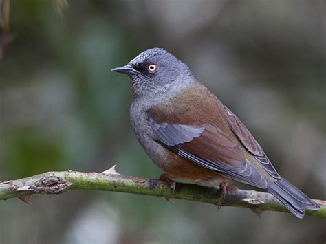Maroon-backed Accentor - Prunella immaculata - Passeridae - Birding in ...