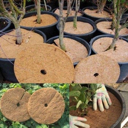 How to use Coco peat / Coco coir for plants – TrustBasket