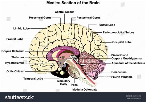 Image result for Brain