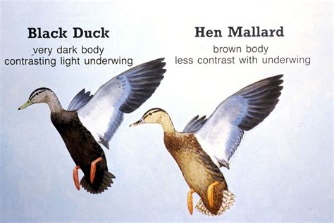 Black Duck and Hen Mallard Characteristics Comparison Diagram; Image ONLY