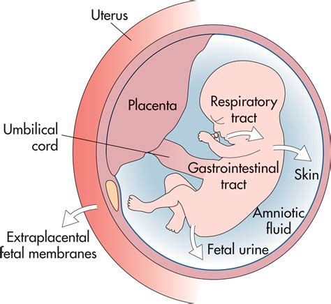Amniotic Fluid and Fetal Membranes - Clinical Tree
