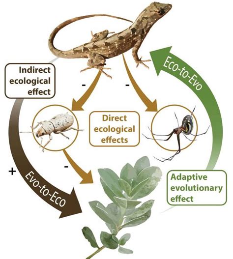 Image result for Evolution Examples