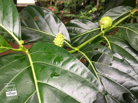 Seeds village 25 Seeds of Precious Morinda Citrifolia Hog Apple or NONI ...