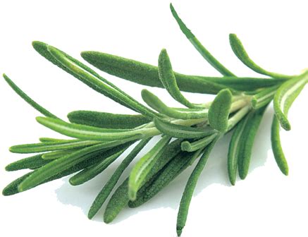 Horticulture :: Aromatic Crops :: Rosemary