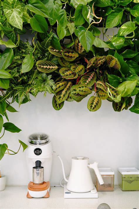 White Sparrow Coffee - Sierra Holland Design