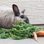 Image result for Rabbit Eating Plants