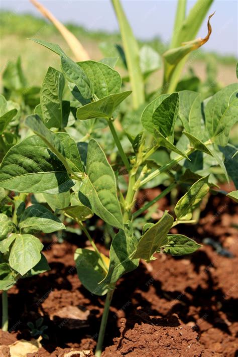 Premium Photo | Black eyed pea plant in agriculture land