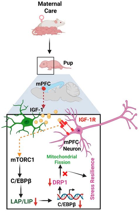 Neuroglia | An Open Access Journal from MDPI