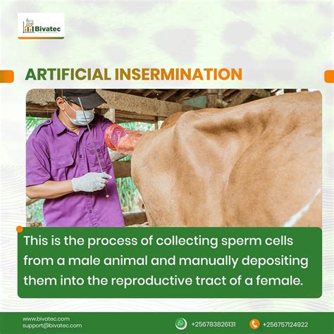 Artificial Insemination in Cattle & Livestock: Pros, Cons & Use