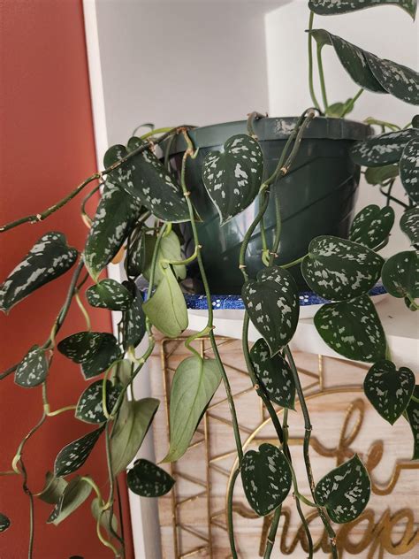 Fairly fast growing trailing plants? : r/houseplants