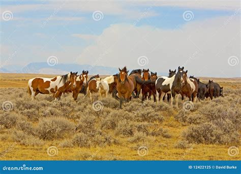 Herd Wild Mustangs Horses Mustang Horse Sagebrush Stock Image - Image ...