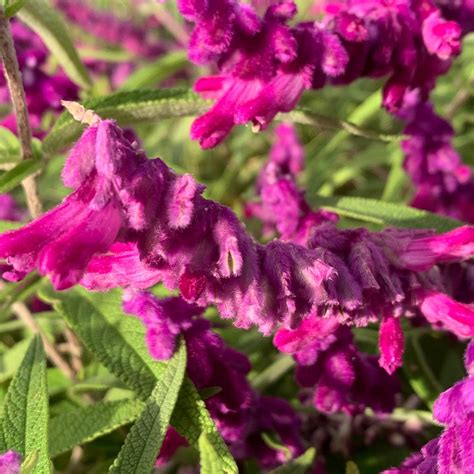 Purple Mexican Sage