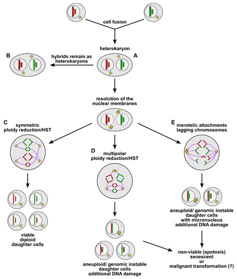 Polyploidy Vs Aneuploidy