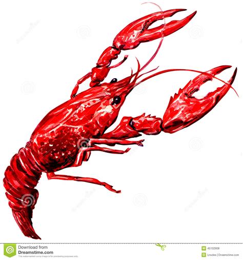 Crawfish Drawing at GetDrawings | Free download