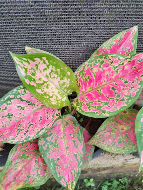 Aglaonema Valentine Indoor/Outdoor Plant – Seed2Plant